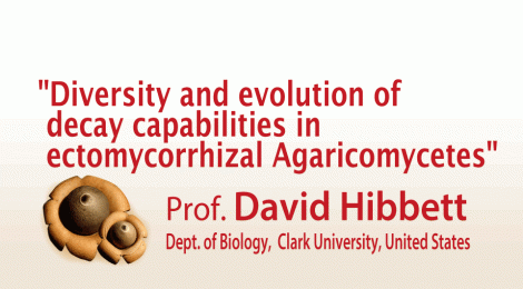 Diversity and evolution of decay capabilities in ectomycorrhizal Agaricomycetes